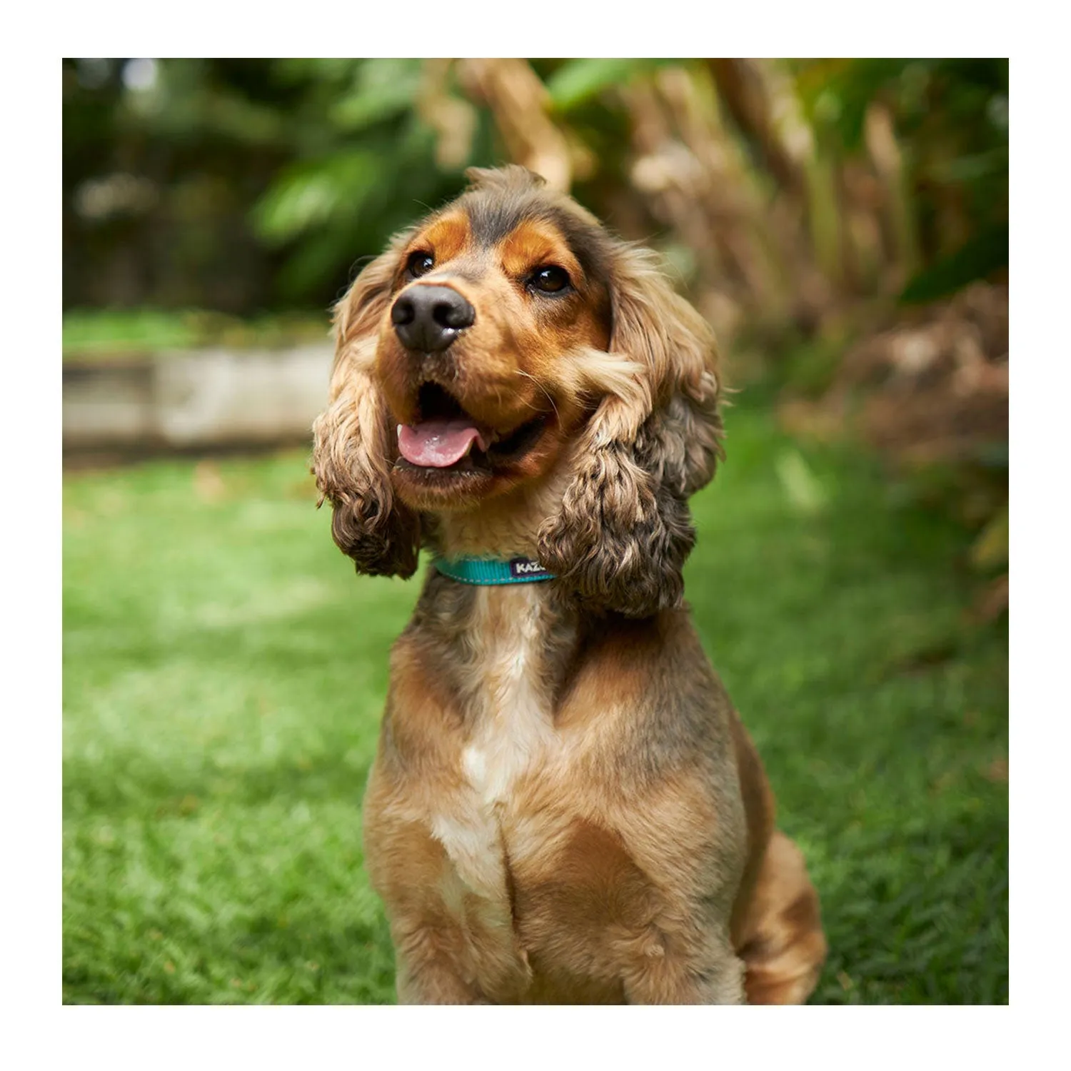 Kazoo Active Easy-Clip Adjustable Dog Collar Aqua & Purple