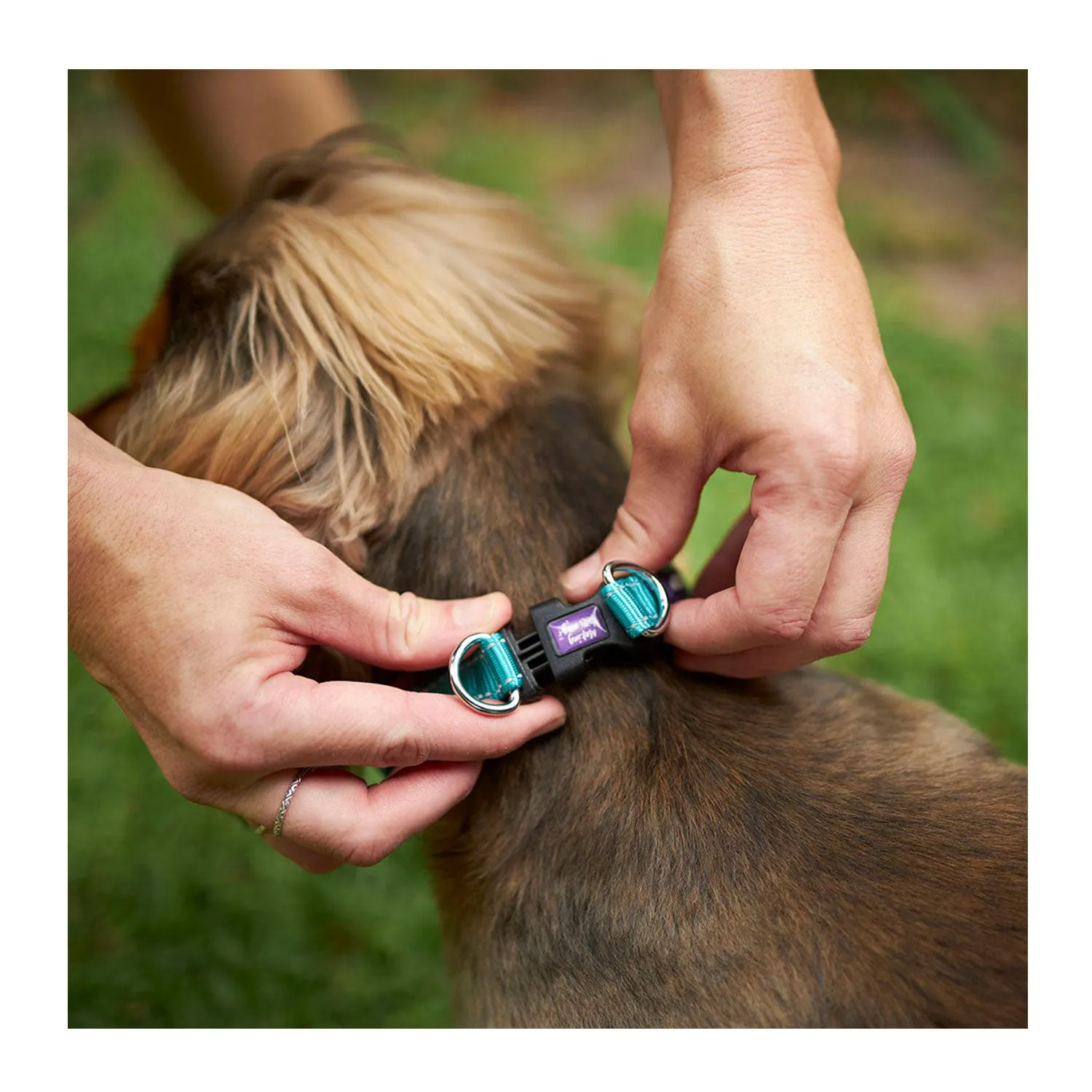 Kazoo Active Easy-Clip Adjustable Dog Collar Aqua & Purple