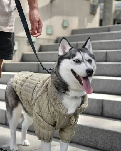 Soho Cute Green Packable Dog Jacket