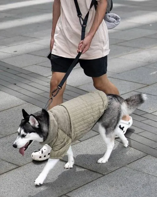 Soho Cute Green Packable Dog Jacket